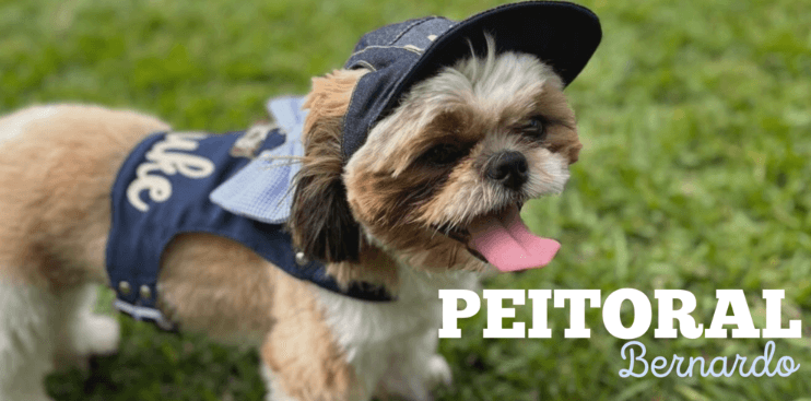 Peitoral Bernardo — o conjunto completo para o passeio