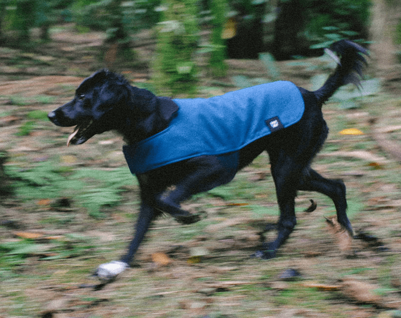 Casaco para Cachorros Deep Blue