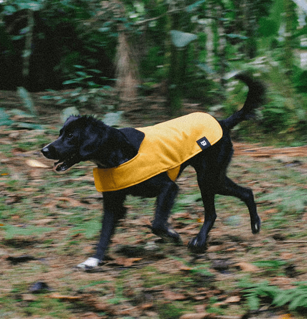 Casaco para Cachorros Amarelo