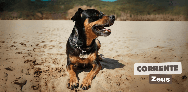Corrente Zeus com plaquinha personalizada